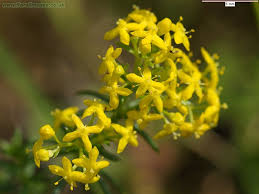 Attēlu rezultāti vaicājumam “Galium verum flower”