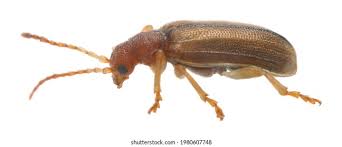 Attēlu rezultāti vaicājumam “Orsodacne cerasi”