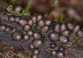 Attēlu rezultāti vaicājumam “Lycogala roseosporum spores”