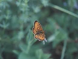 Attēlu rezultāti vaicājumam “Clossiana selene upperside”