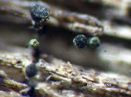 Attēlu rezultāti vaicājumam “Calicium adspersum”