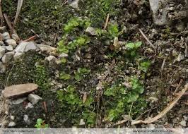 Attēlu rezultāti vaicājumam “Moerckia hibernica”