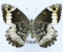 Attēlu rezultāti vaicājumam “Hipparchia alcyone underside”