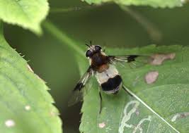 Attēlu rezultāti vaicājumam “Leucozona lucorum”
