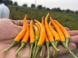 Afbeeldingsresultaat voor thai yellow hot pepper