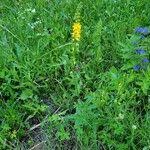 Attēlu rezultāti vaicājumam “Agrimonia pilosa”