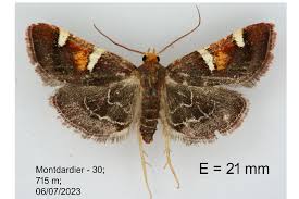 Attēlu rezultāti vaicājumam “Pyralis regalis”