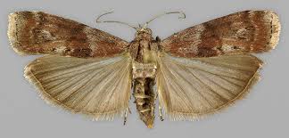 Attēlu rezultāti vaicājumam “Phycita roborella”