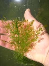 Attēlu rezultāti vaicājumam “Chara hispida”