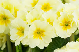 Image result for Primula elatior