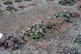 Image result for HEUCHERA americana 'Palace Purple Auslese'
