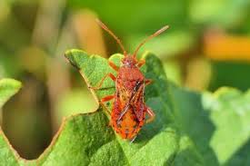 Attēlu rezultāti vaicājumam “Rhopalus maculatus imago”