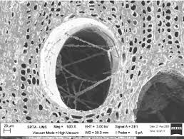 Attēlu rezultāti vaicājumam “Gloeophyllum trabeum”