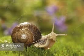 Attēlu rezultāti vaicājumam “Helix pomatia”