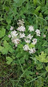 Attēlu rezultāti vaicājumam “Umbelliferae”