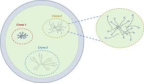 Attēlu rezultāti vaicājumam “Didymium spongiosum var. dictyospora spores”