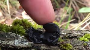 Attēlu rezultāti vaicājumam “Exidia truncata”