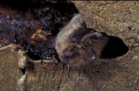 Attēlu rezultāti vaicājumam “Myotis brandtii”