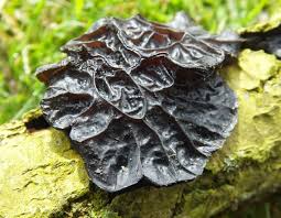 Attēlu rezultāti vaicājumam “Exidia repanda”