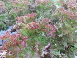 Attēlu rezultāti vaicājumam “Lactuca sativa flower”