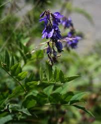 Attēlu rezultāti vaicājumam “Galega orientalis leaf”