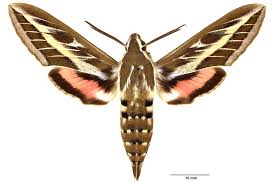 Attēlu rezultāti vaicājumam “Hyles gallii imago”