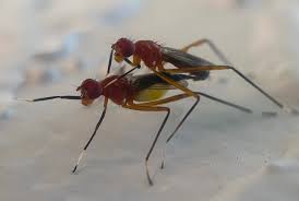 Attēlu rezultāti vaicājumam “Micropezidae”