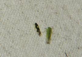 Attēlu rezultāti vaicājumam “Eupteryx vittata”