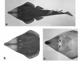 Image result for Glaucostegus cemiculus