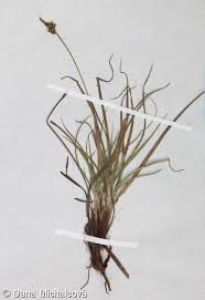 Attēlu rezultāti vaicājumam “Carex pilulifera”