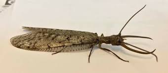 Attēlu rezultāti vaicājumam “Megaloptera”