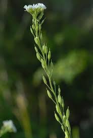 Attēlu rezultāti vaicājumam “Berteroa incana fruit”