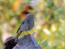 Attēlu rezultāti vaicājumam “Phoenicurus ochruros”