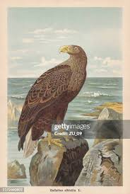 Attēlu rezultāti vaicājumam “Haliaeetus albicilla adult”