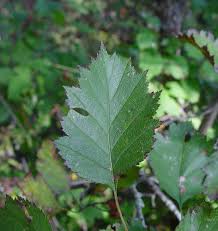 Attēlu rezultāti vaicājumam “Crataegus x macrocarpa leaf”