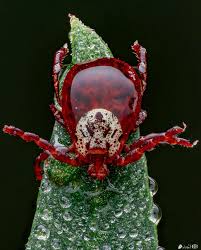 Attēlu rezultāti vaicājumam “Dermacentor reticulatus female”
