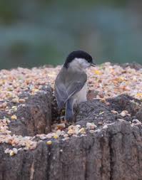 Attēlu rezultāti vaicājumam “Poecile palustris adult”