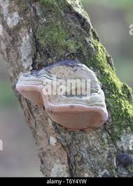 Attēlu rezultāti vaicājumam “Phellinus alni”