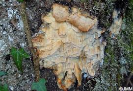 Attēlu rezultāti vaicājumam “Skeletocutis odora”