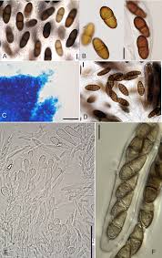 Attēlu rezultāti vaicājumam “Pistillaria sp.”
