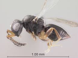 Attēlu rezultāti vaicājumam “Aphodius sp. imago”