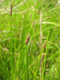 Attēlu rezultāti vaicājumam “Eleocharis palustris”