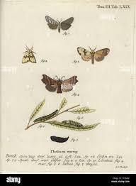 Attēlu rezultāti vaicājumam “Coscinia cribraria”