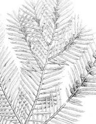 Attēlu rezultāti vaicājumam “Taxus wallichiana”