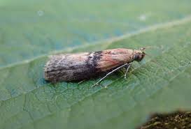 Attēlu rezultāti vaicājumam “Sciota adelphella”