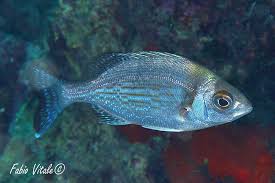 Image result for Spondyliosoma cantharus