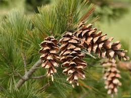 Attēlu rezultāti vaicājumam “Pinus peuce”