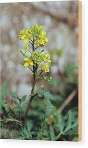 Attēlu rezultāti vaicājumam “Rorippa palustris flower”