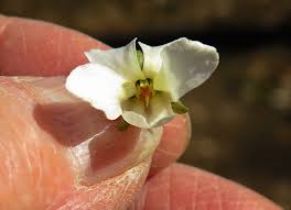Attēlu rezultāti vaicājumam “Viola odorata bud”