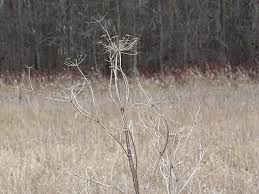 Attēlu rezultāti vaicājumam “Pastinaca sativa subsp. sylvestris fruit”